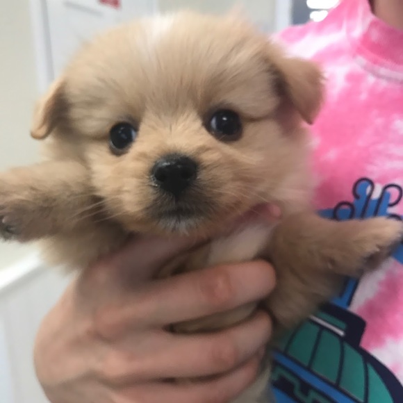 Meet your Posher, Oliviahebert - Picture 1 of 1